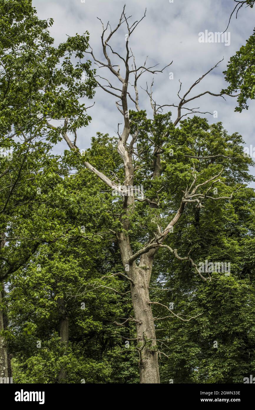 Enorme albero morto nel parco, senza foglie Foto Stock