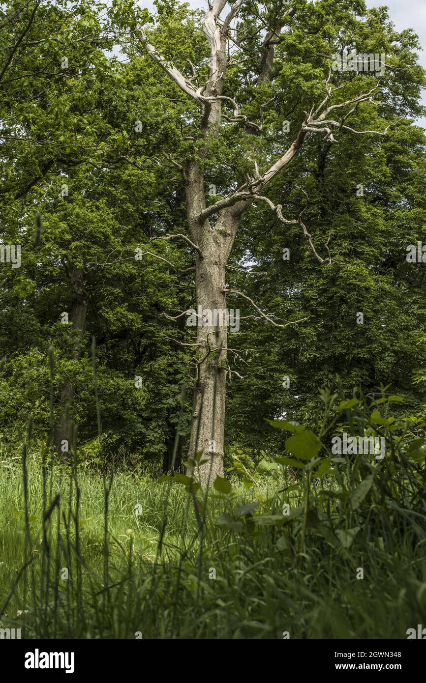 Enorme albero morto nel parco, senza foglie Foto Stock