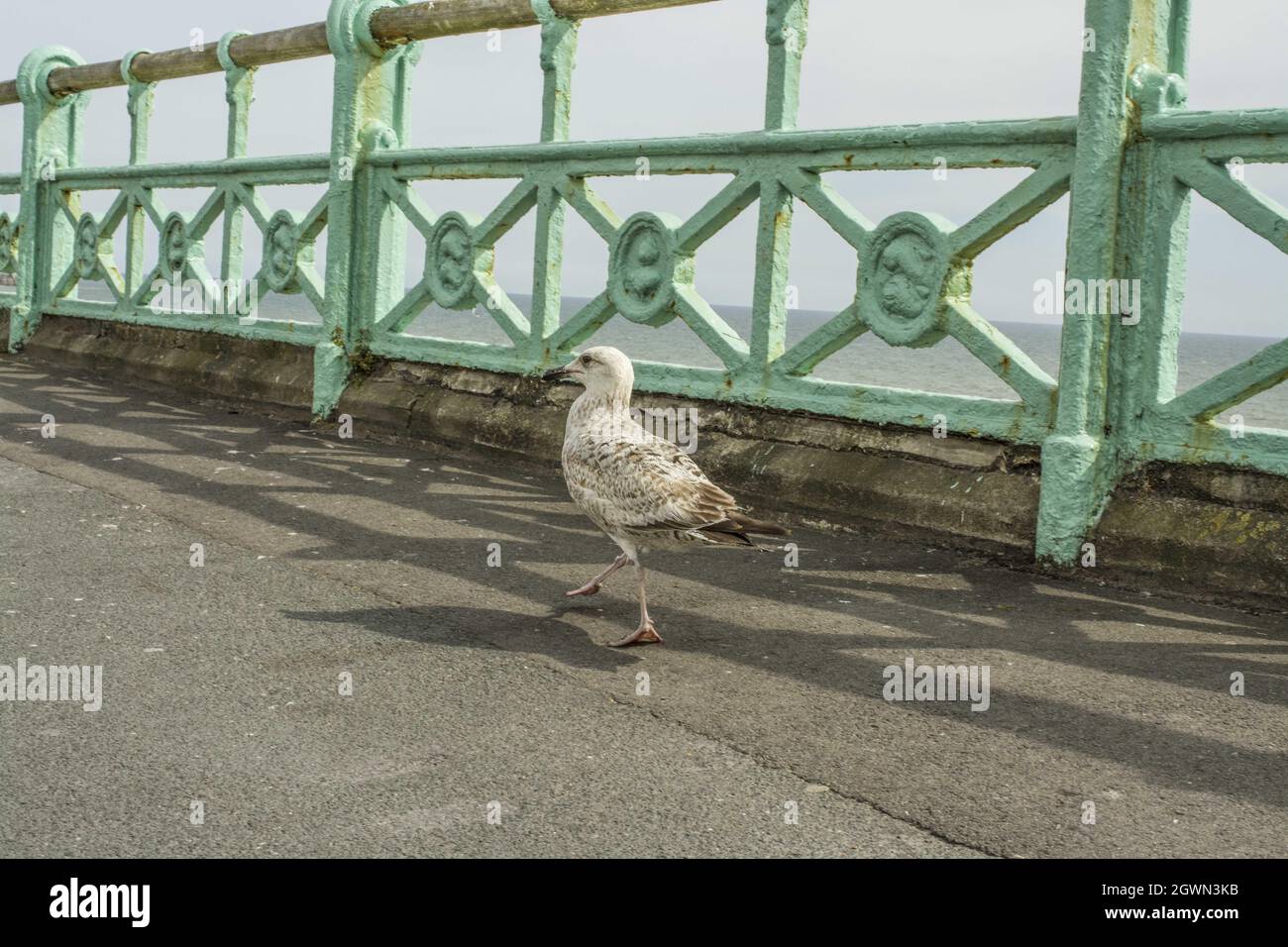 Seagull a piedi sul lungomare di Brighton Foto Stock