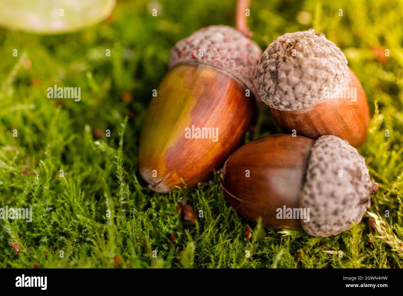 Sfondo con ghiande autunnali si trova sul muschio verde della foresta autunnale. Primavera nella foresta. Sfondo naturale luminoso e soleggiato. Acorn close up v Foto Stock