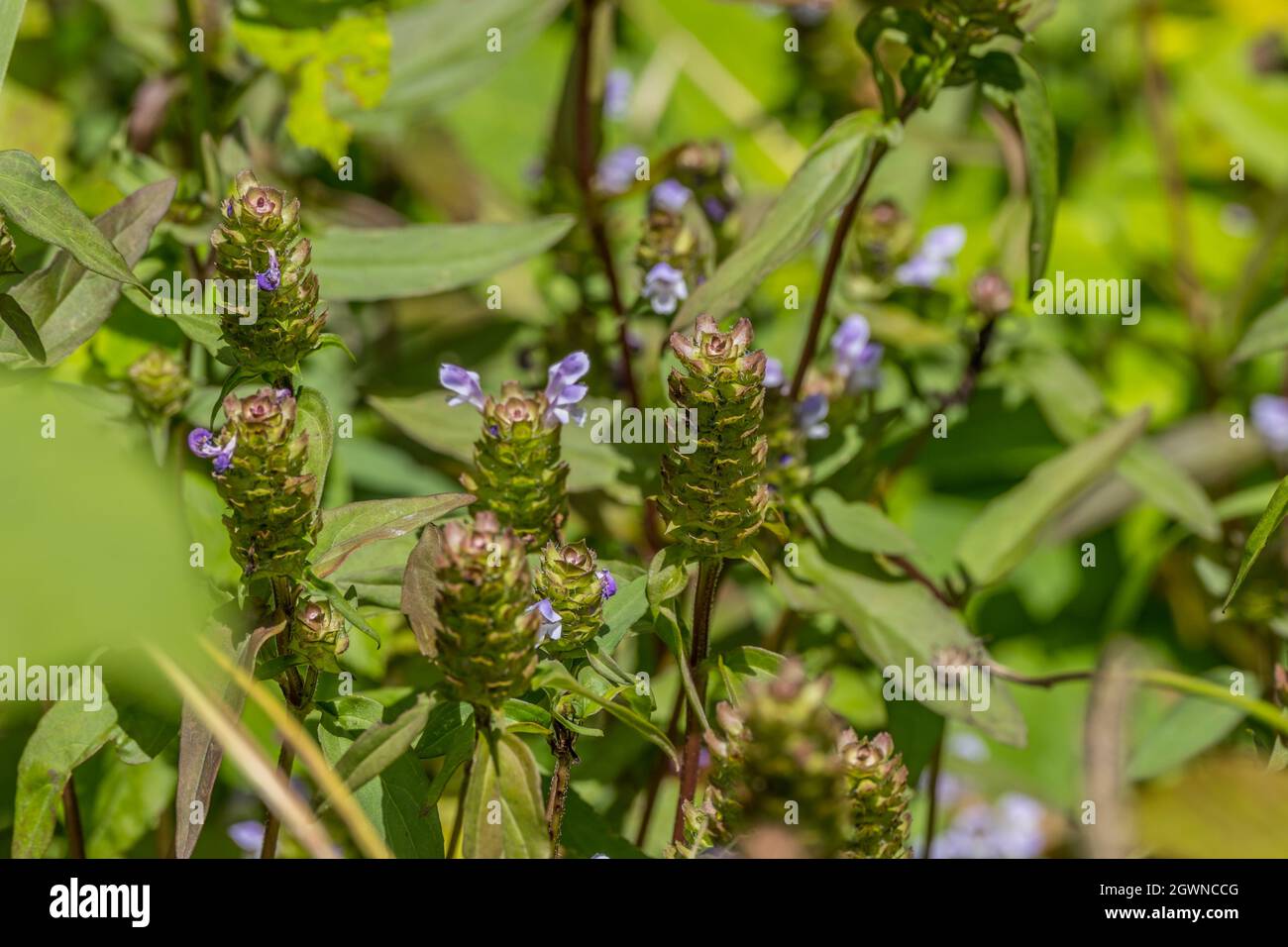 La pianta heal-all con molti altri nomi è un'erbaccia che cresce nel campo con molti usi per le medicine di erbe esterne ed interne Foto Stock