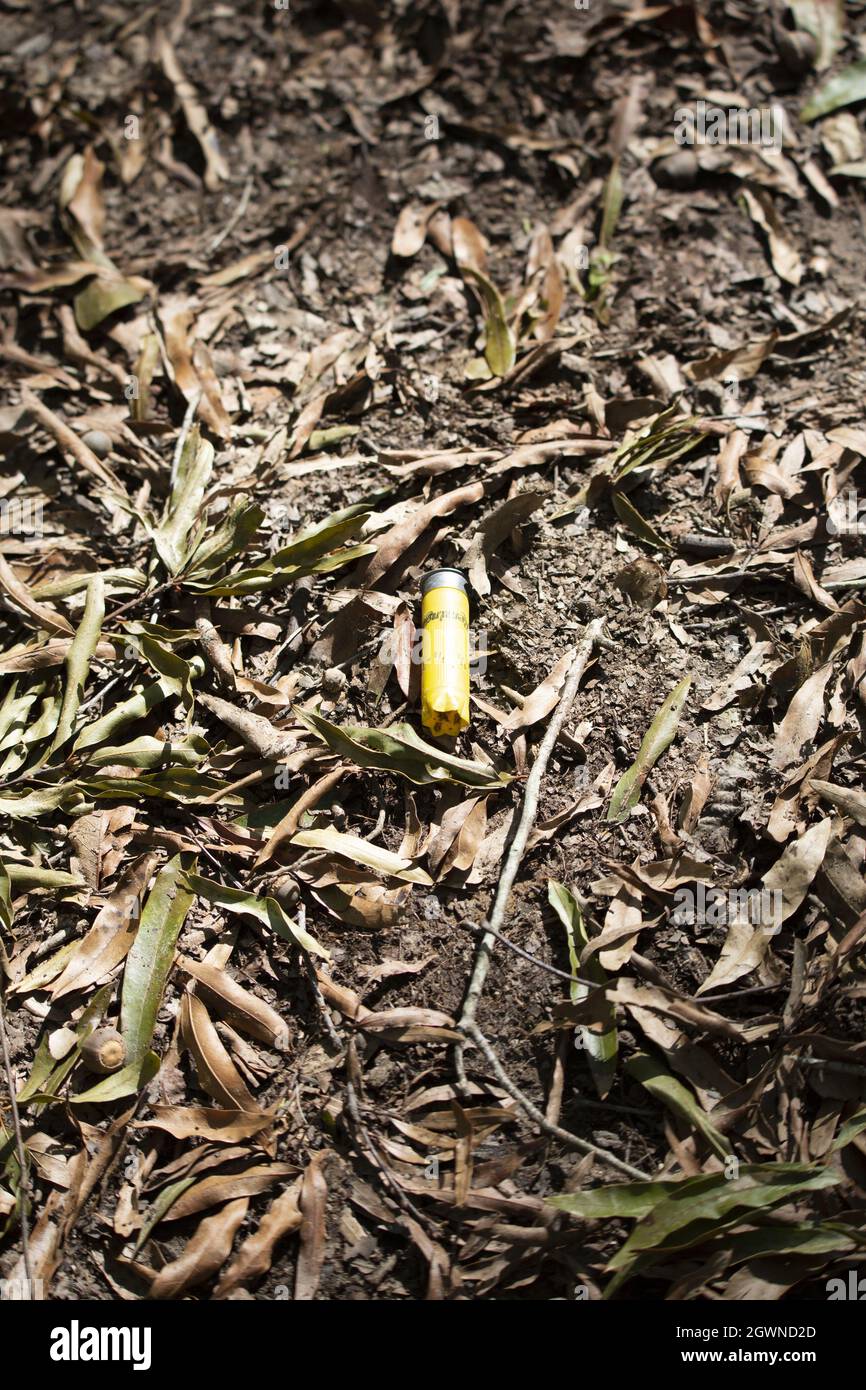 Scarico guscio di munizioni giallo circondato da foglie morte a terra Foto Stock