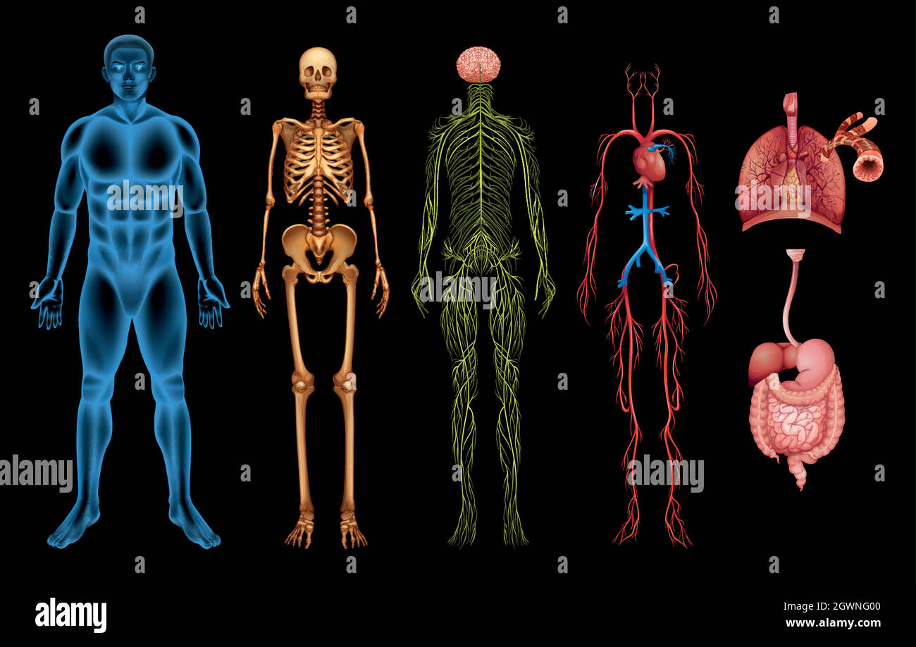 Sistemi del corpo umano Illustrazione Vettoriale