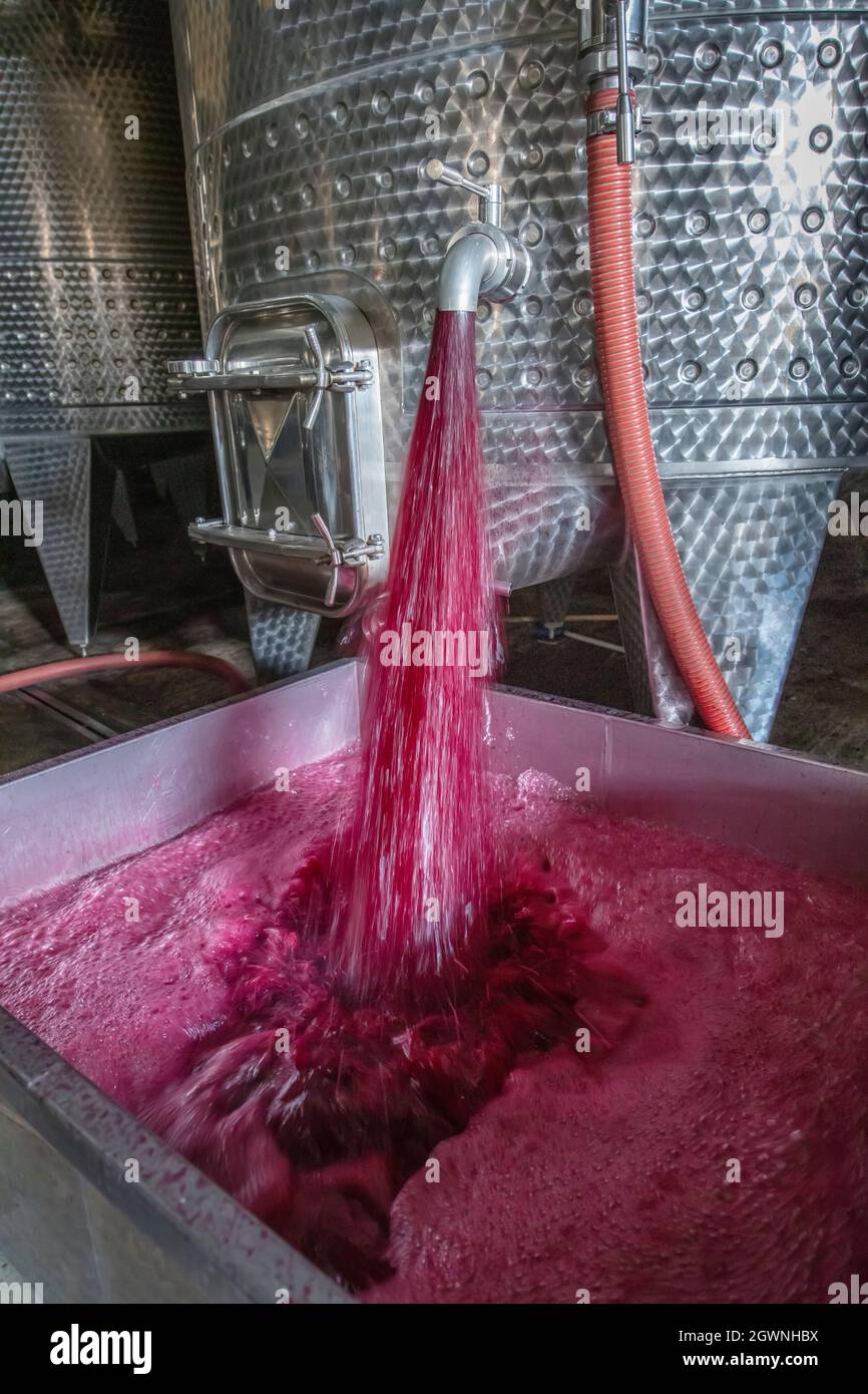 Azienda vinicola che produce vino, uva ju in vasca. Vasche di fermentazione del vino. Processo di fermentazione del vino uve rosse in vasca di fermentazione. Versare il vino da un serbatoio. Foto Stock