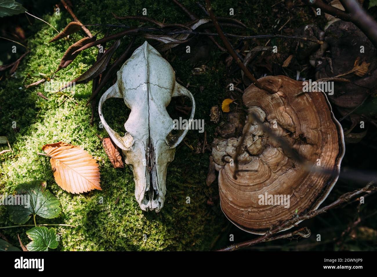 Atmosfera mistica autunnale in una vecchia foresta. Gabbiano del cane in background fantasy Foto Stock