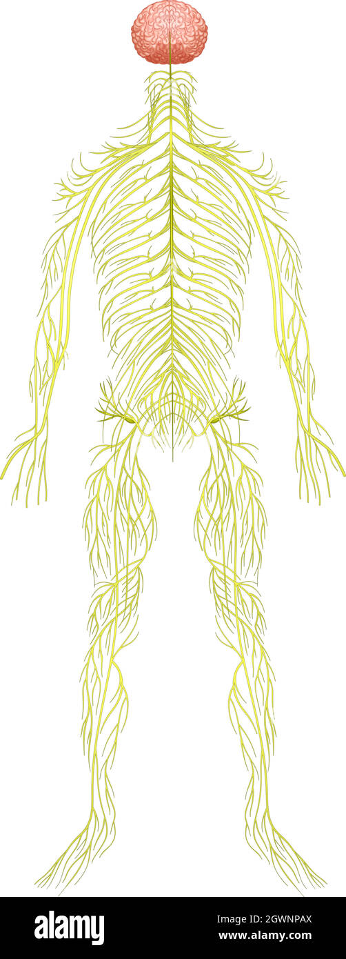 Sistema nervoso umano Illustrazione Vettoriale