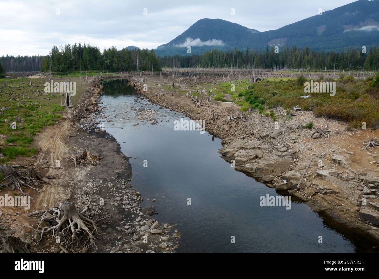 Un paesaggio di foresta di tagli di radura e di alberi lungo un torrente, a seguito di vecchio disboscamento di crescita, nella regione Sunshine Coast della Columbia Britannica, Canada. Foto Stock