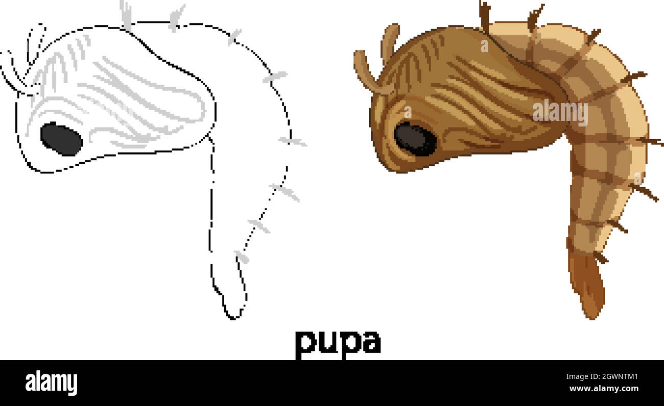 Pupa di zanzara di colore e doodle isolato Illustrazione Vettoriale