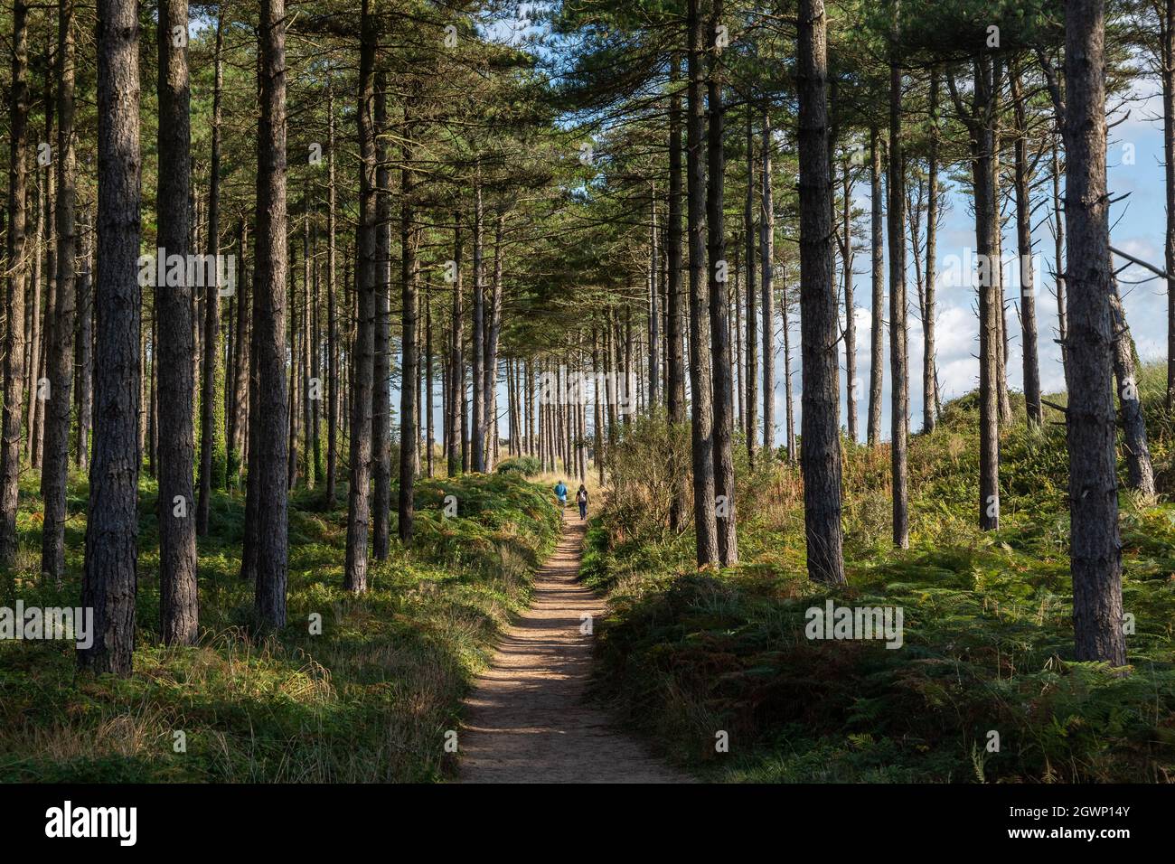 Newborough Forest, Galles: Percorso attraverso la piantagione conifere di alberi di pino corso sulla costa anglesey. Foto Stock