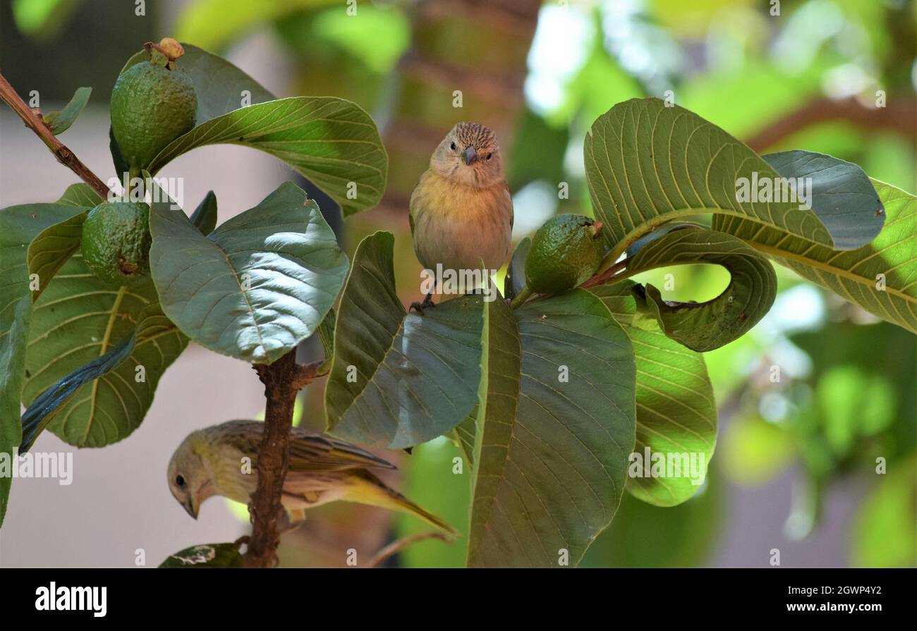 Canarinhos (sicalis flaveola) Foto Stock