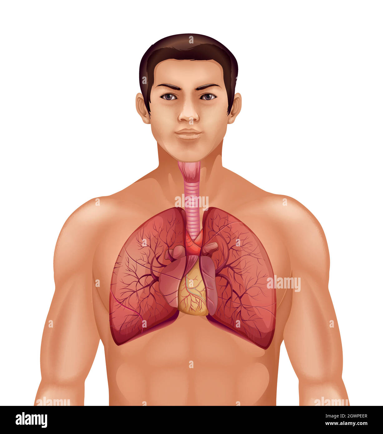 Apparato respiratorio umano Illustrazione Vettoriale