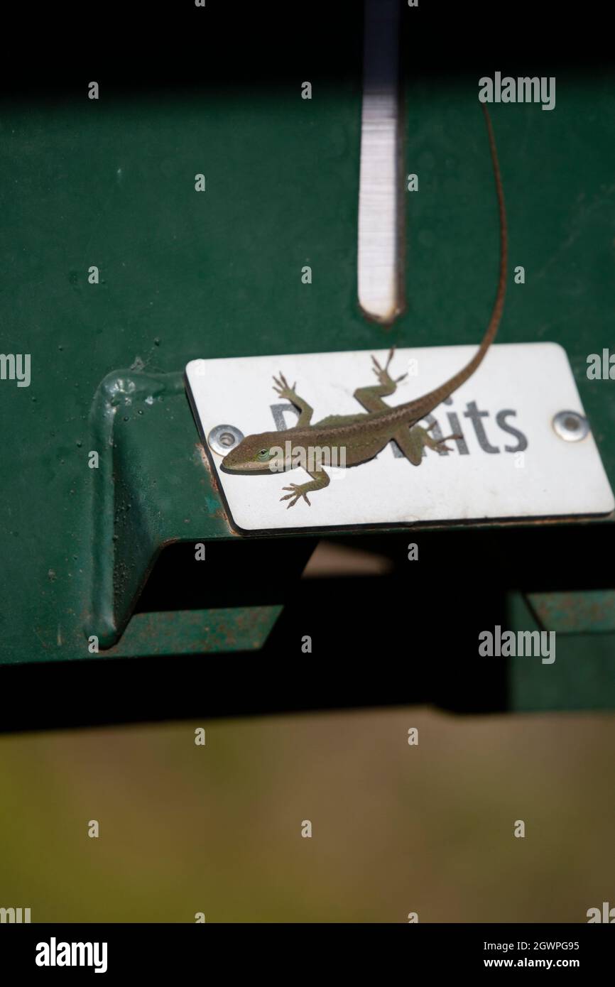 Anole verdi (Anolis carolinensis) in un morfo in fase bruna su un segno 'permessi' Foto Stock