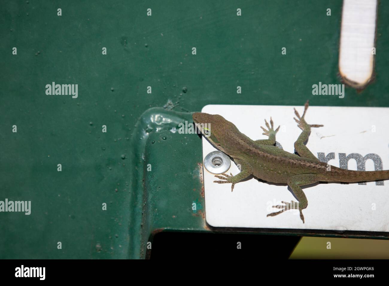 Anole verdi (Anolis carolinensis) in un morfo in fase bruna su un segno 'permessi' Foto Stock