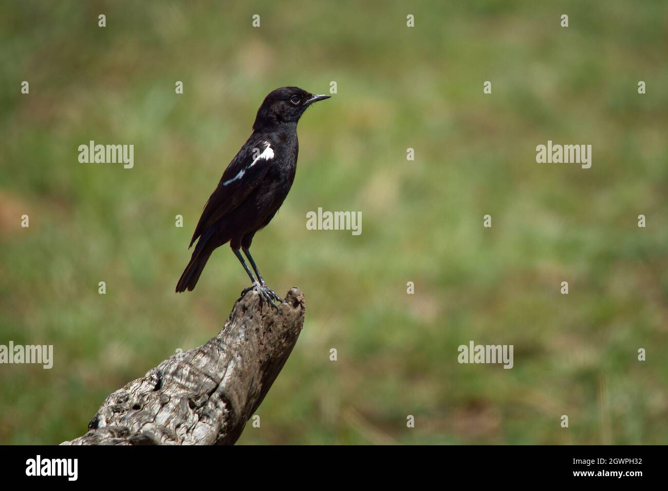 Sooty Chat - Myrmecocichla nigra, un songbird africano della sottofamiglia chat, uccello nero con parti bianche sul ramo in savana in Kenya. Foto Stock