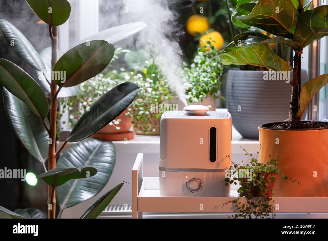 Vapore dall'umidificatore, inumidisce l'aria secca circondata da piante  domestiche interne. Giardino domestico, cura delle piante Foto stock - Alamy