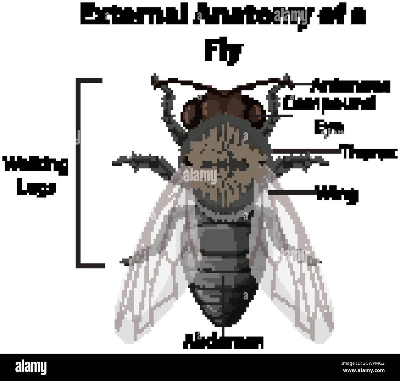 Anatomia esterna di una mosca su sfondo bianco Illustrazione Vettoriale