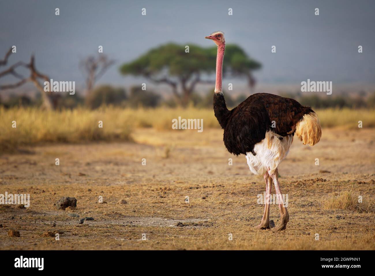 Ostrich comune - Struthio camelus è una specie di uccello senza luce originaria di grandi aree dell'Africa , il più grande uccello vivente, lunghe e forti gambe rosse, lon Foto Stock