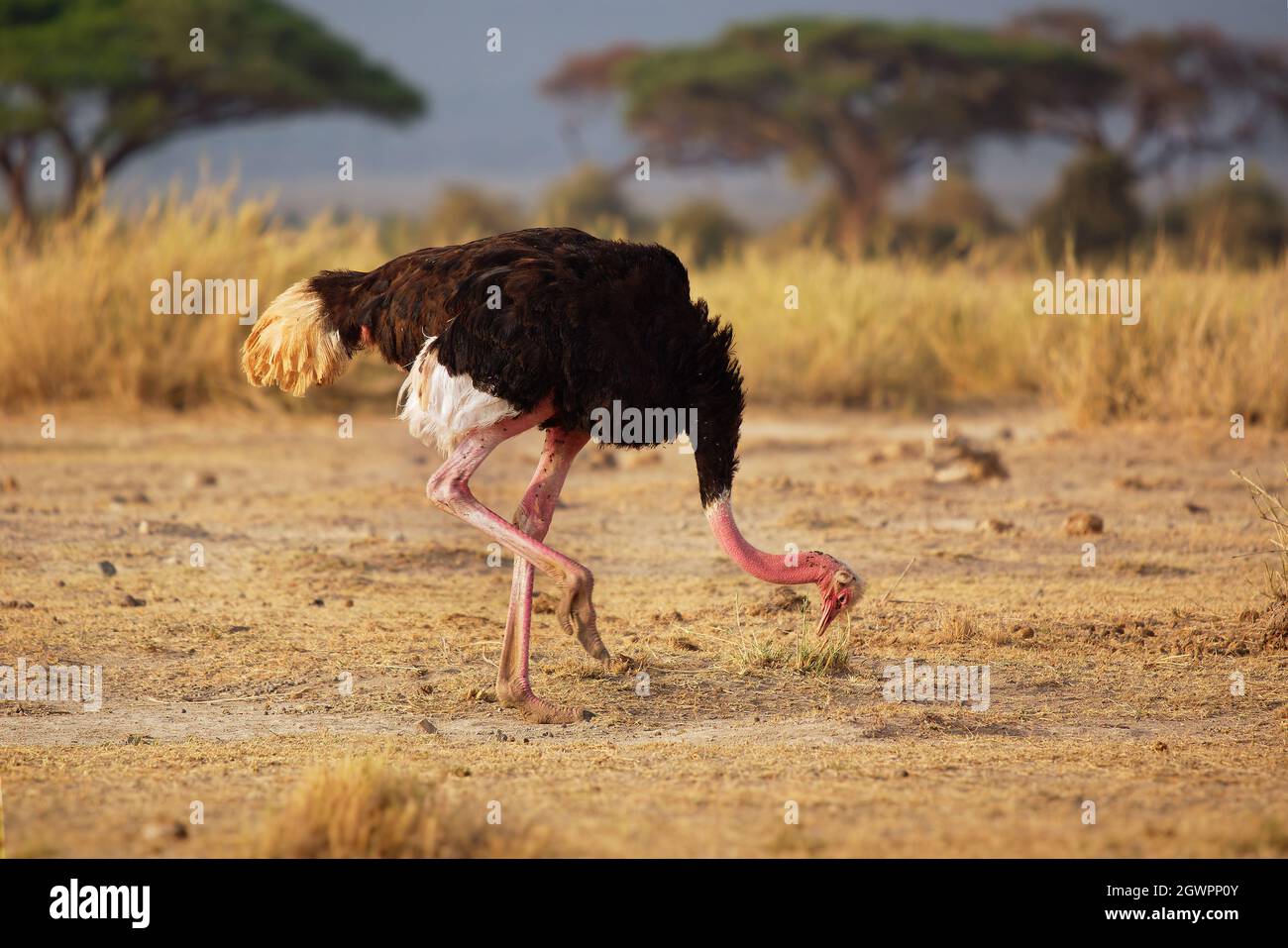 Ostrich comune - Struthio camelus è una specie di uccello senza luce originaria di grandi aree dell'Africa , il più grande uccello vivente, lunghe e forti gambe rosse, lon Foto Stock