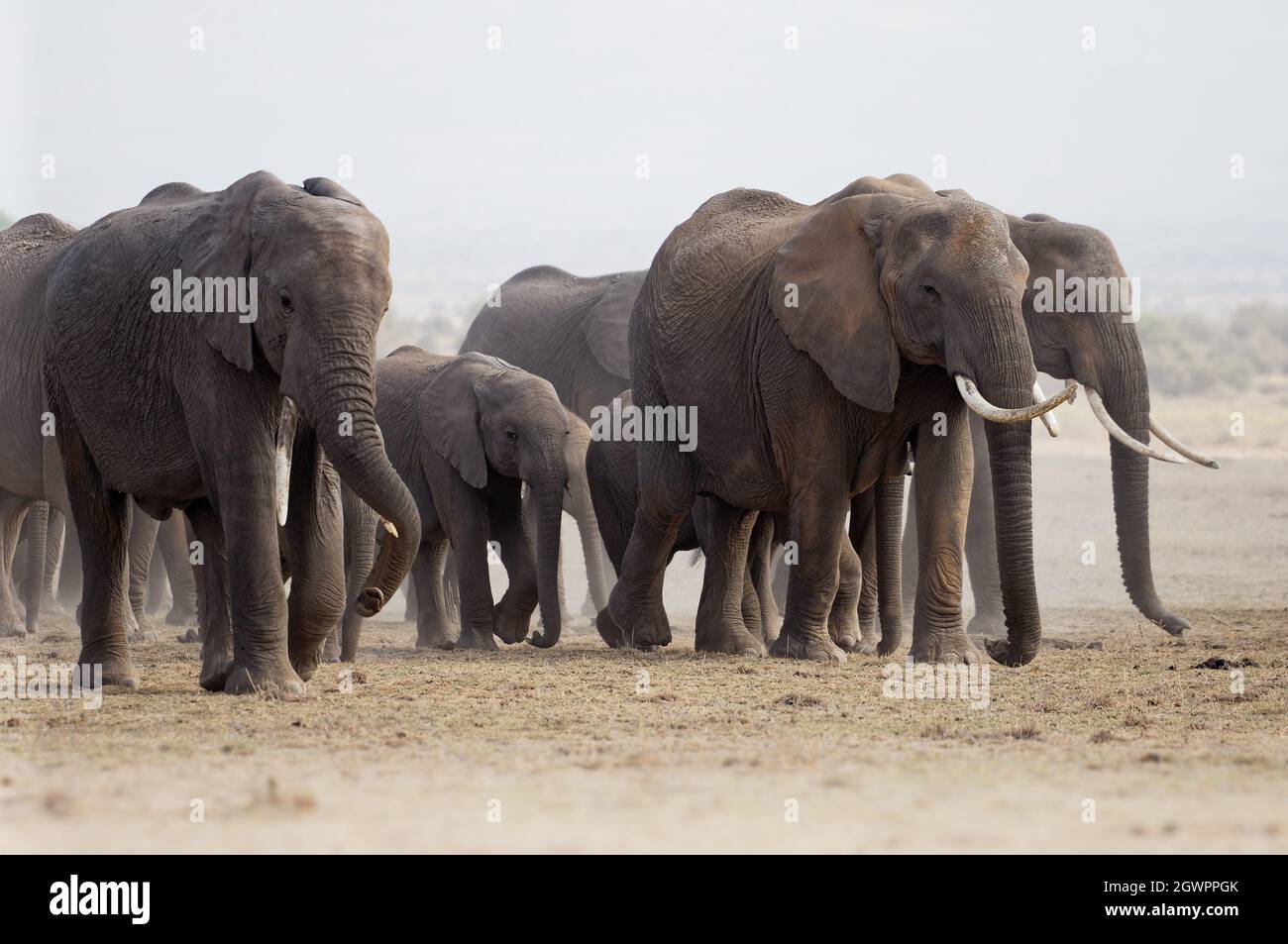 African Bush Elephant - Loxodonta africana grande mandria di elefanti con cubetti che camminano in polverosa savana secca, contrasto vicino al quadro bianco e nero, KE Foto Stock