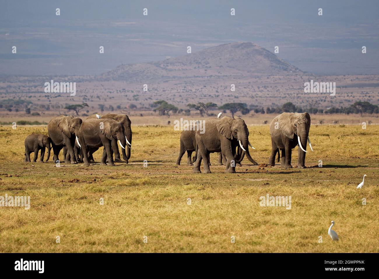 African Bush Elephant - Loxodonta africana grande mandria di elefanti con cubetti che camminano in polverosa savana secca, Amboseli NP in Kenya Africa. Foto Stock