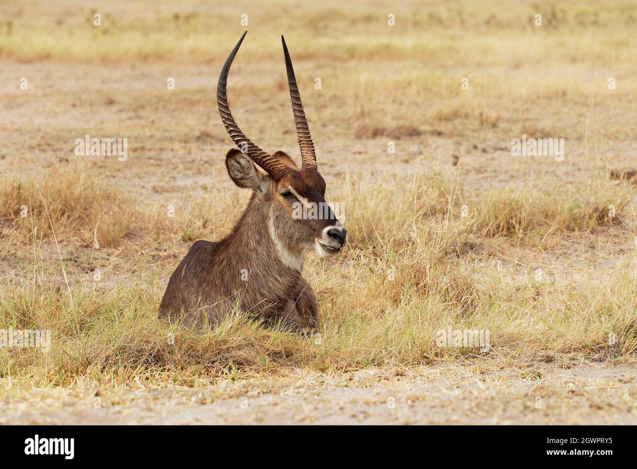 Comune Waterbuck - Kobus ellissiprymnus steso grande antilope cornuto trovato ampiamente nell'Africa sub-sahariana, posto nella famiglia Bovidae, vista faccia a faccia, s Foto Stock