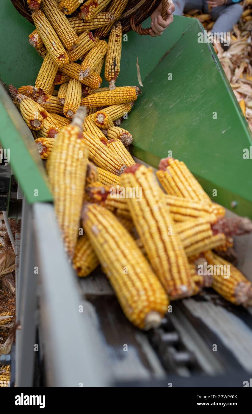 Ascensore che solleva pannocchie di mais in deposito in fienile in fattoria animali Foto Stock