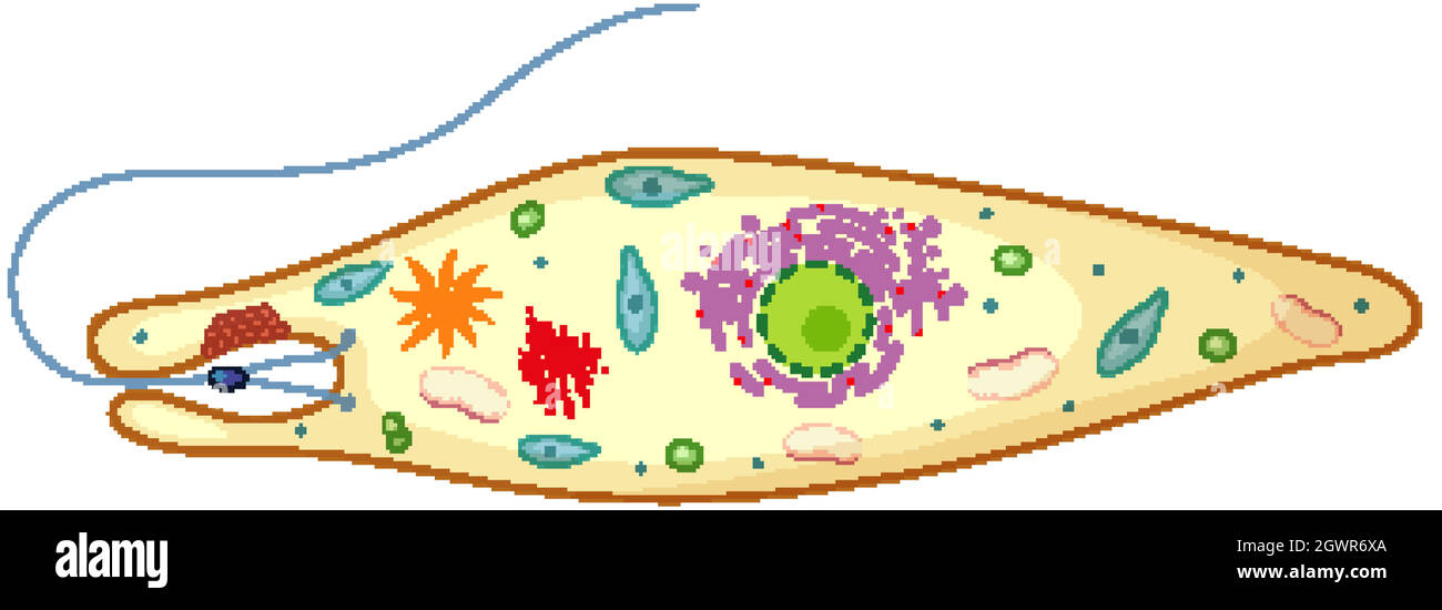 Euglena isolato su sfondo bianco Illustrazione Vettoriale