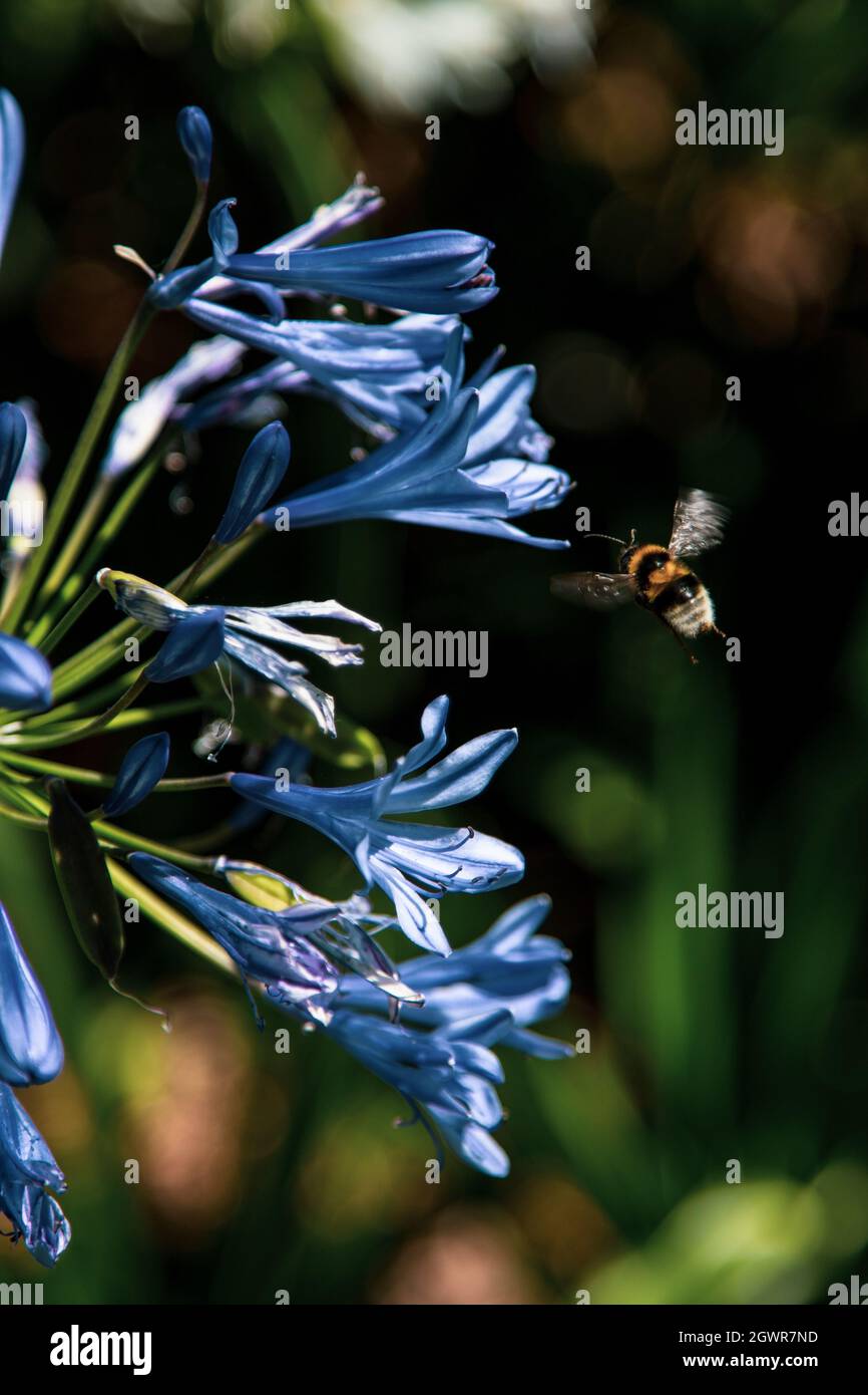 Piccola ape che vola a un fiore Foto Stock