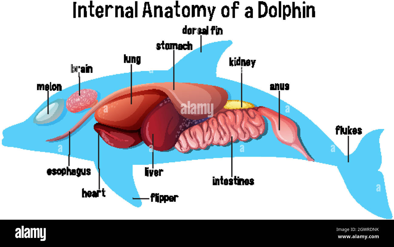 Anatomia interna di un delfino Illustrazione Vettoriale Anatomia interna di un delfino Illustrazione Vettoriale