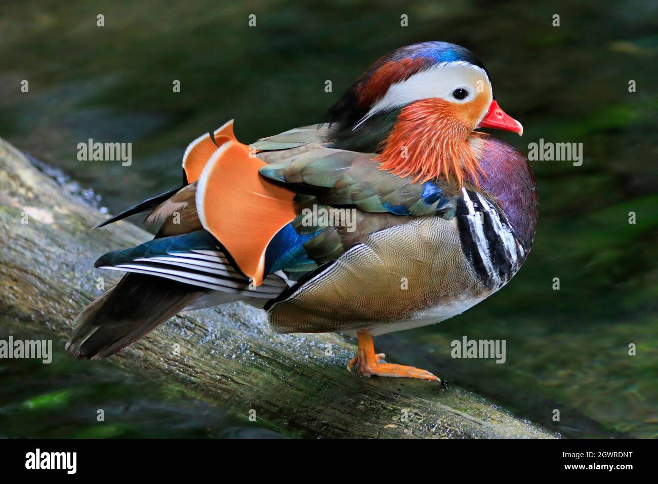 Ritratto di anatra mandarino maschile Foto Stock