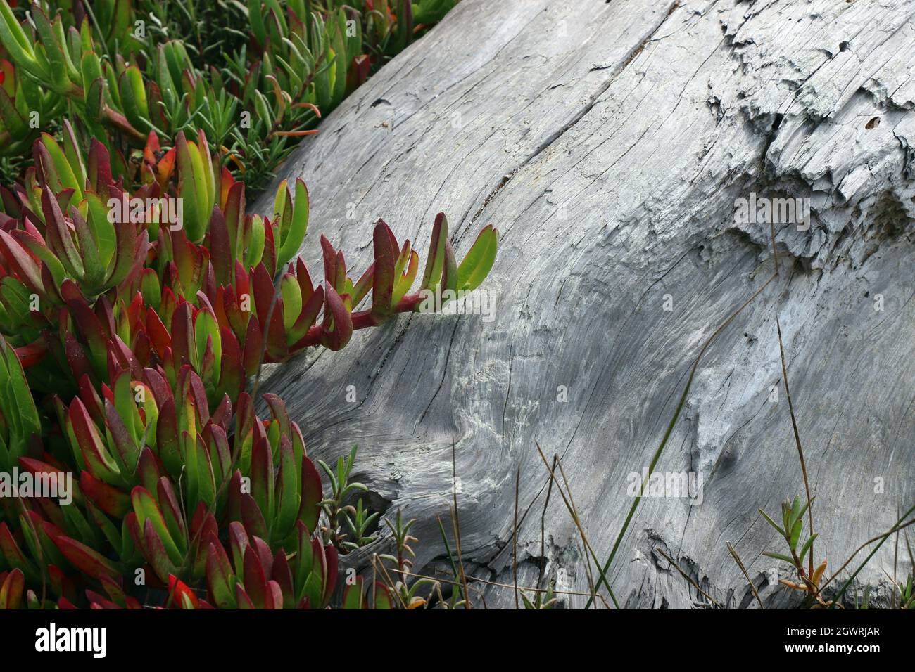 Macro di foglie rosse e verdi di una pianta di ghiaccio (Carpobrotus edulis) che crescono da un tronco bianco sbiancato. La pianta di ghiaccio è una pianta invasiva trovata nella costa A. Foto Stock