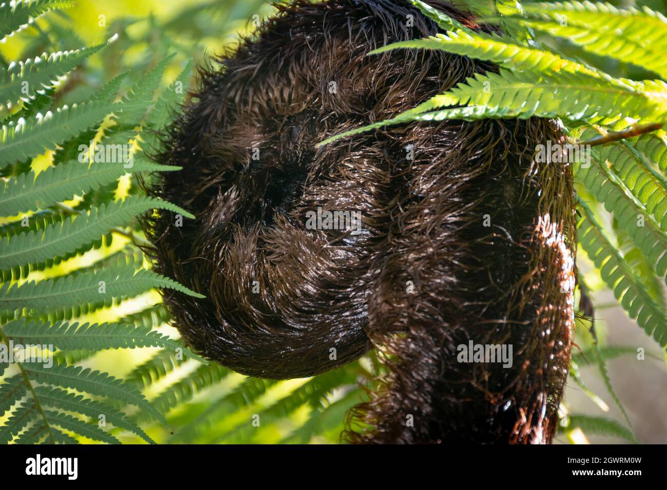 Spirale emergente FERN frontd, Wellington, Isola del Nord, Nuova Zelanda Foto Stock