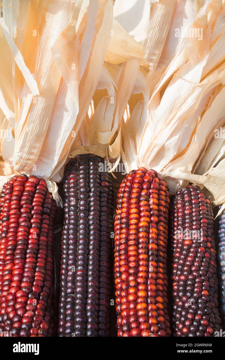 Primo piano di Indian Corn Foto Stock