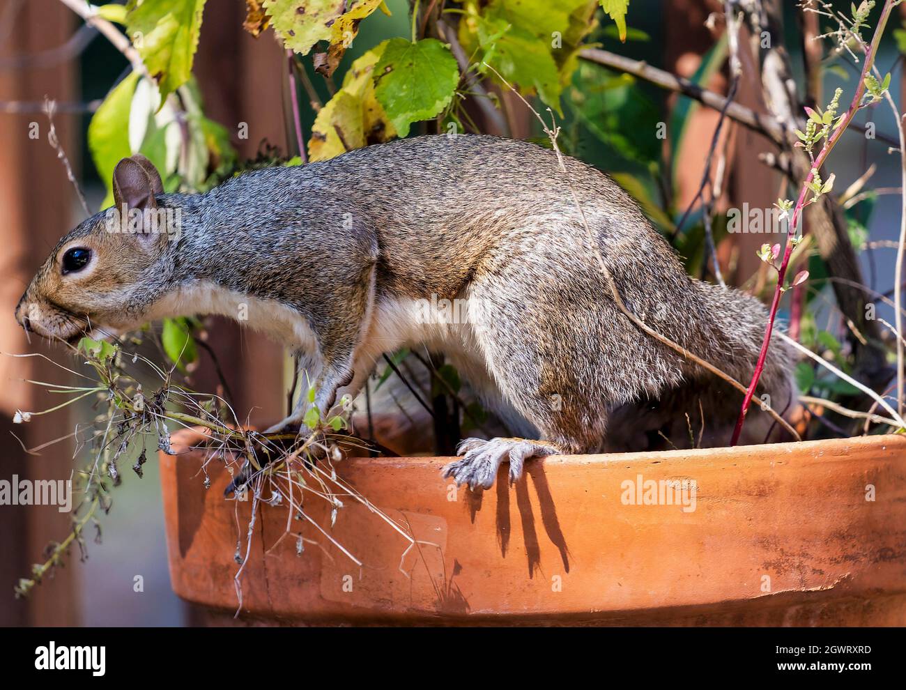 Lo scoiattolo si prepara a saltare da una pentola di fiori Foto Stock