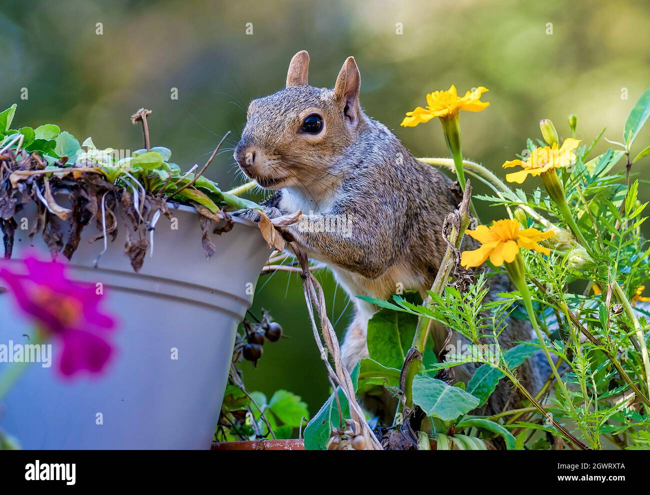 Lo scoiattolo si prepara a saltare da una pentola di fiori Foto Stock