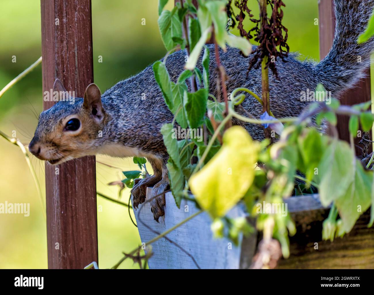 Lo scoiattolo si prepara a saltare da una pentola di fiori Foto Stock