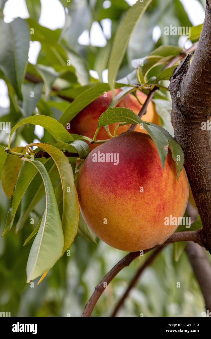 Pesche maturate su albero, frutteto, SW Michigan, USA, di James D Coppinger/Dembinsky Photo Assoc Foto Stock