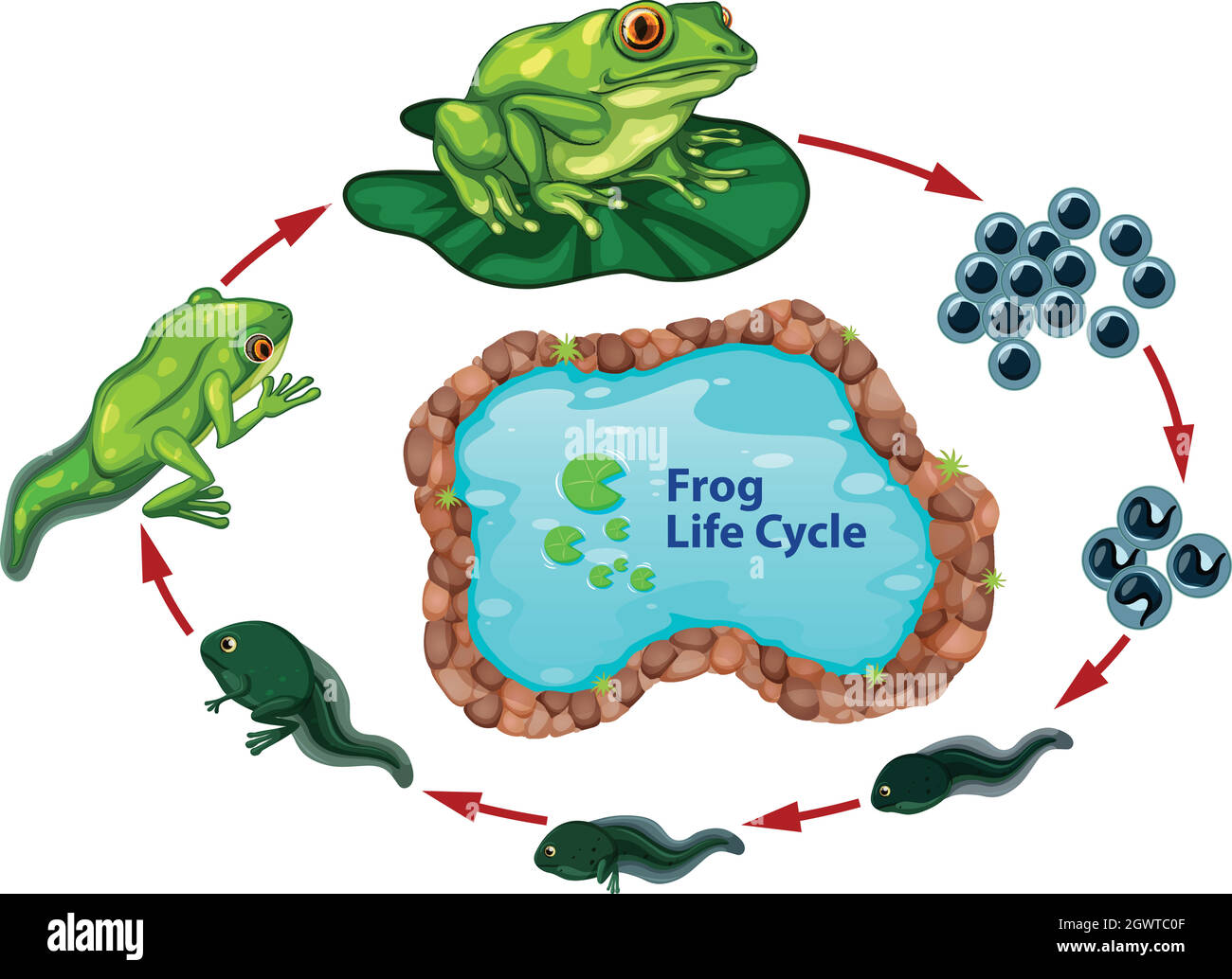 Il ciclo di vita della rana Illustrazione Vettoriale