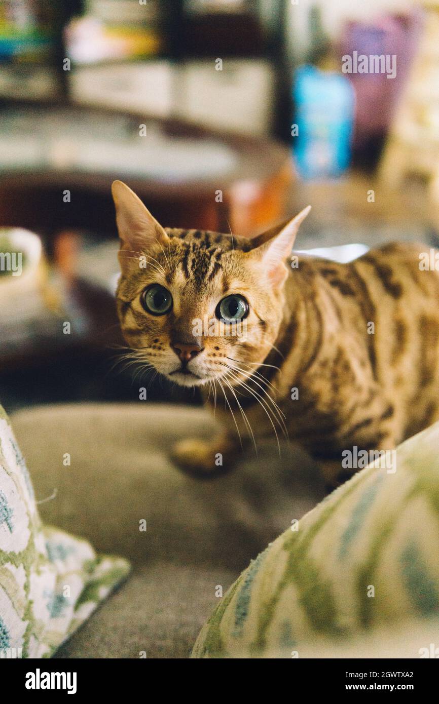 Occhi di gatto grande Foto Stock