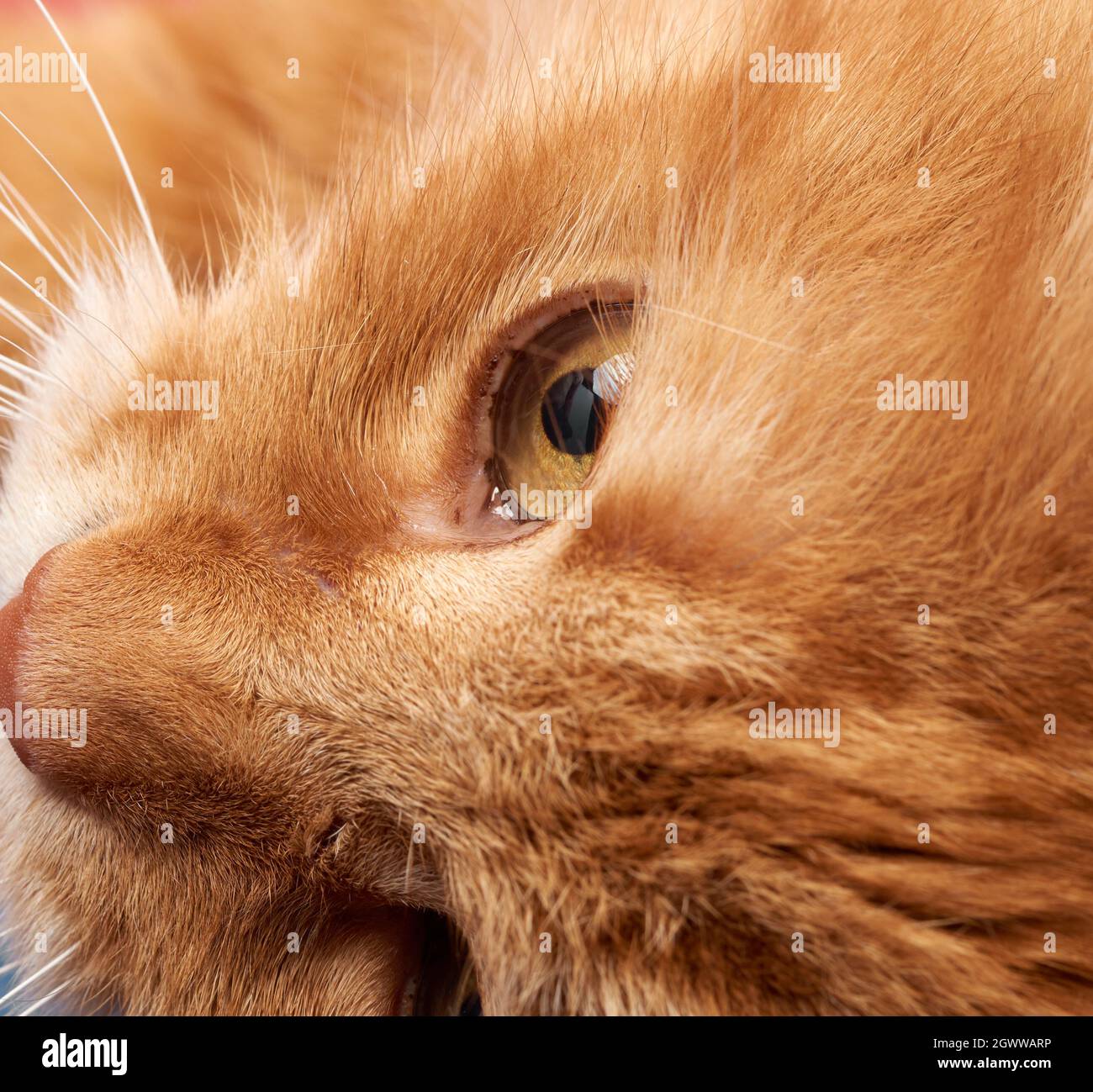 Occhio giallo aperto di un gatto rosso, Macro Foto stock - Alamy