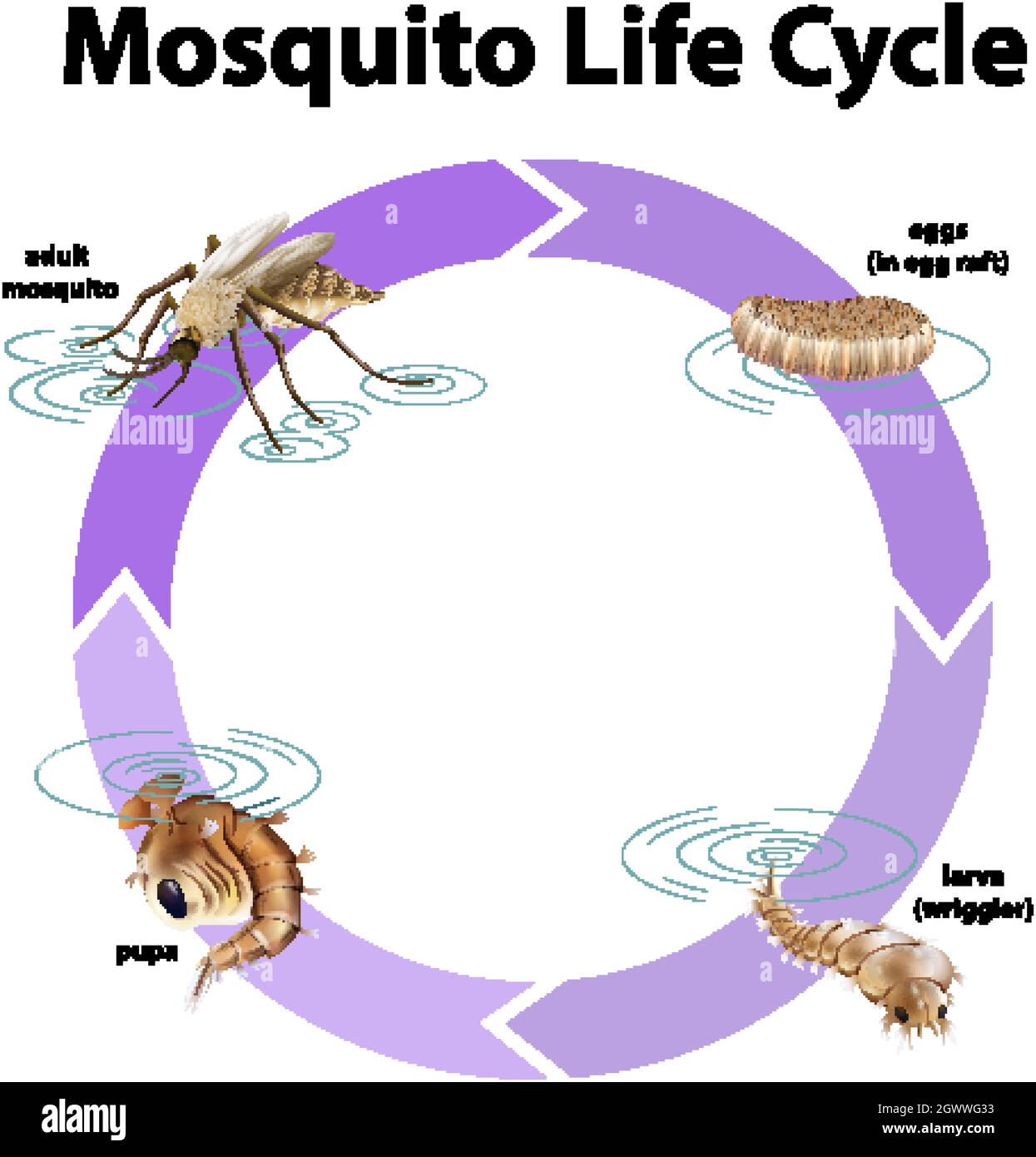 Diagramma che mostra il ciclo di vita della zanzara Illustrazione Vettoriale