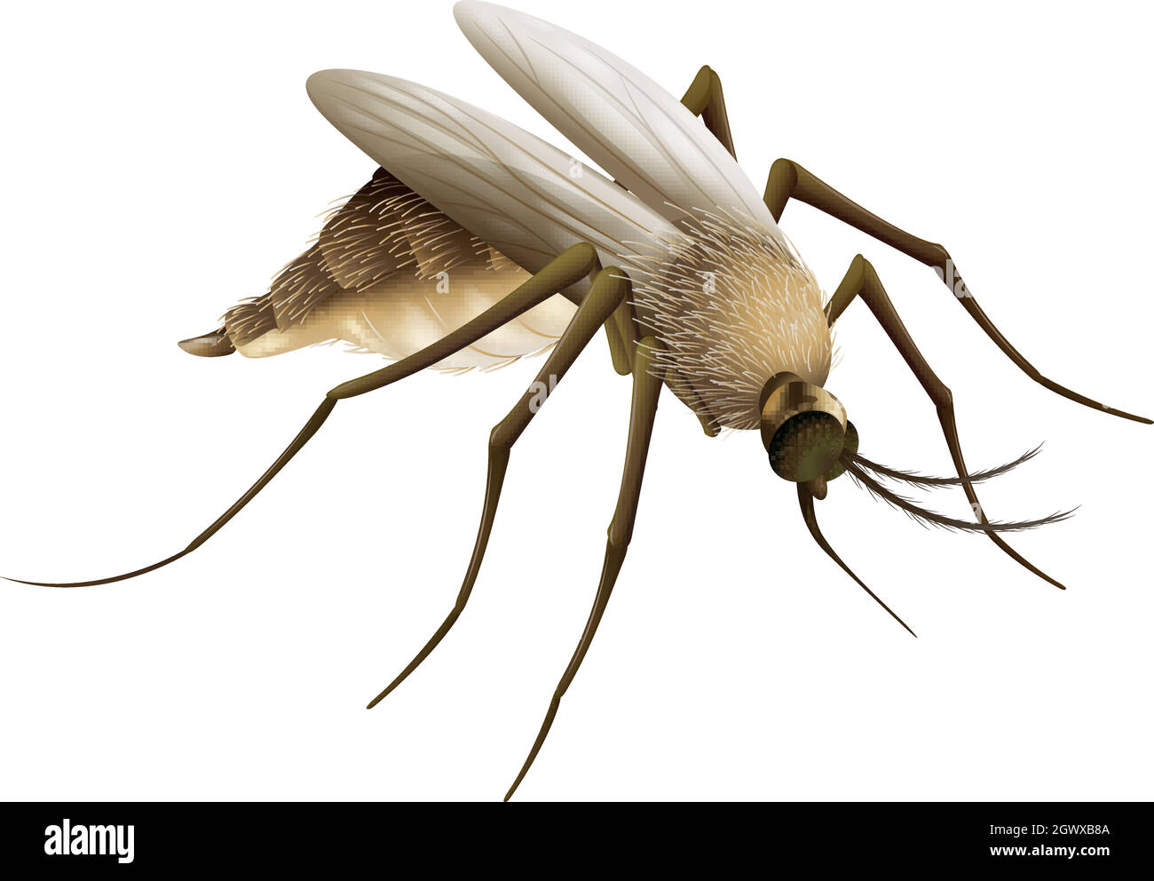Zanzara Illustrazione Vettoriale