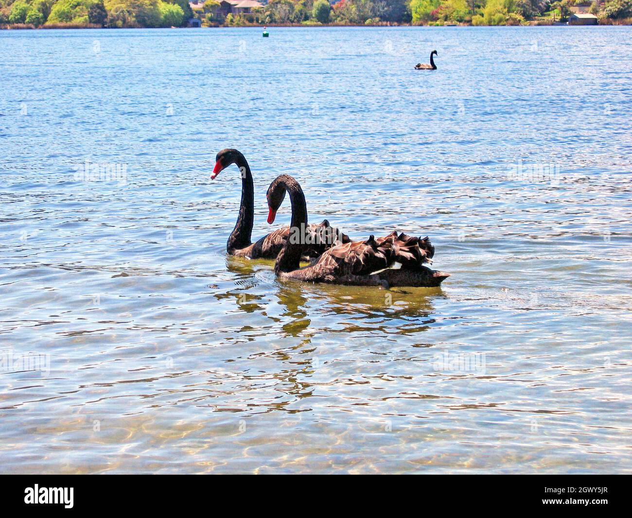 Un paio di cigni neri, phylum chordata, nuotano intorno al Placid Lago Rotorua durante la primavera a Rotorua, Nuova Zelanda. Il cigno nero rappresenta l'amore e la prosperità in molte culture. I cigni neri sono nativi dell'Australia, ma sono nomadi, quindi alcuni sostengono di aver migrato naturalmente in Nuova Zelanda anche se sono stati introdotti come ornamentali. Foto Stock