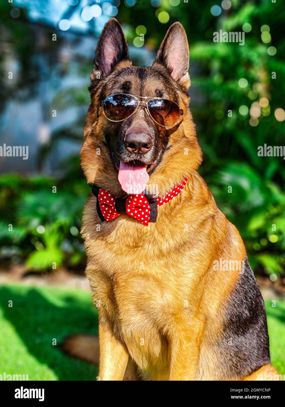 german shepherd dressed up