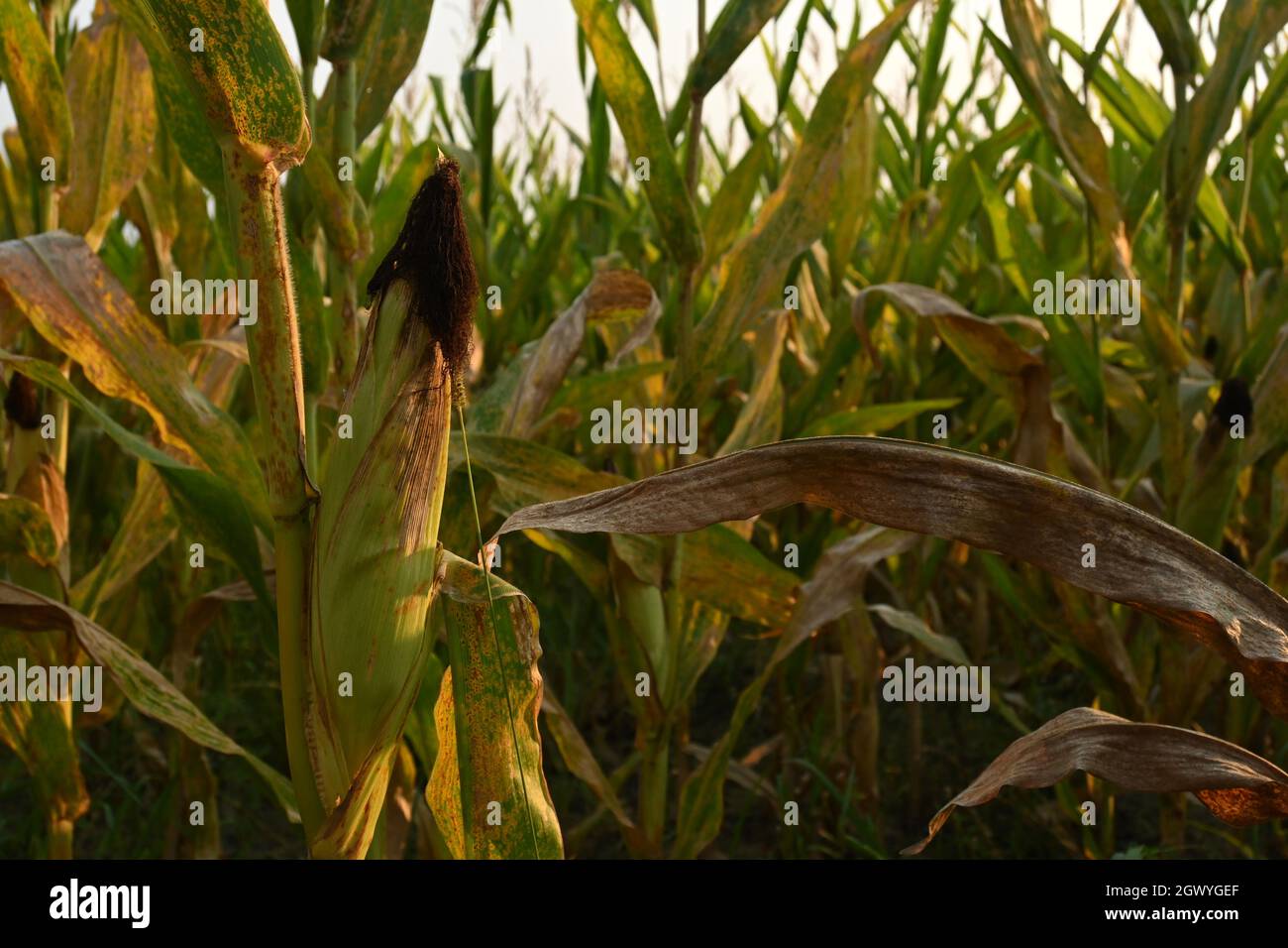 Orecchio di mais maturo in raccolto di mais al tramonto, spazio copia ore d'oro Foto Stock