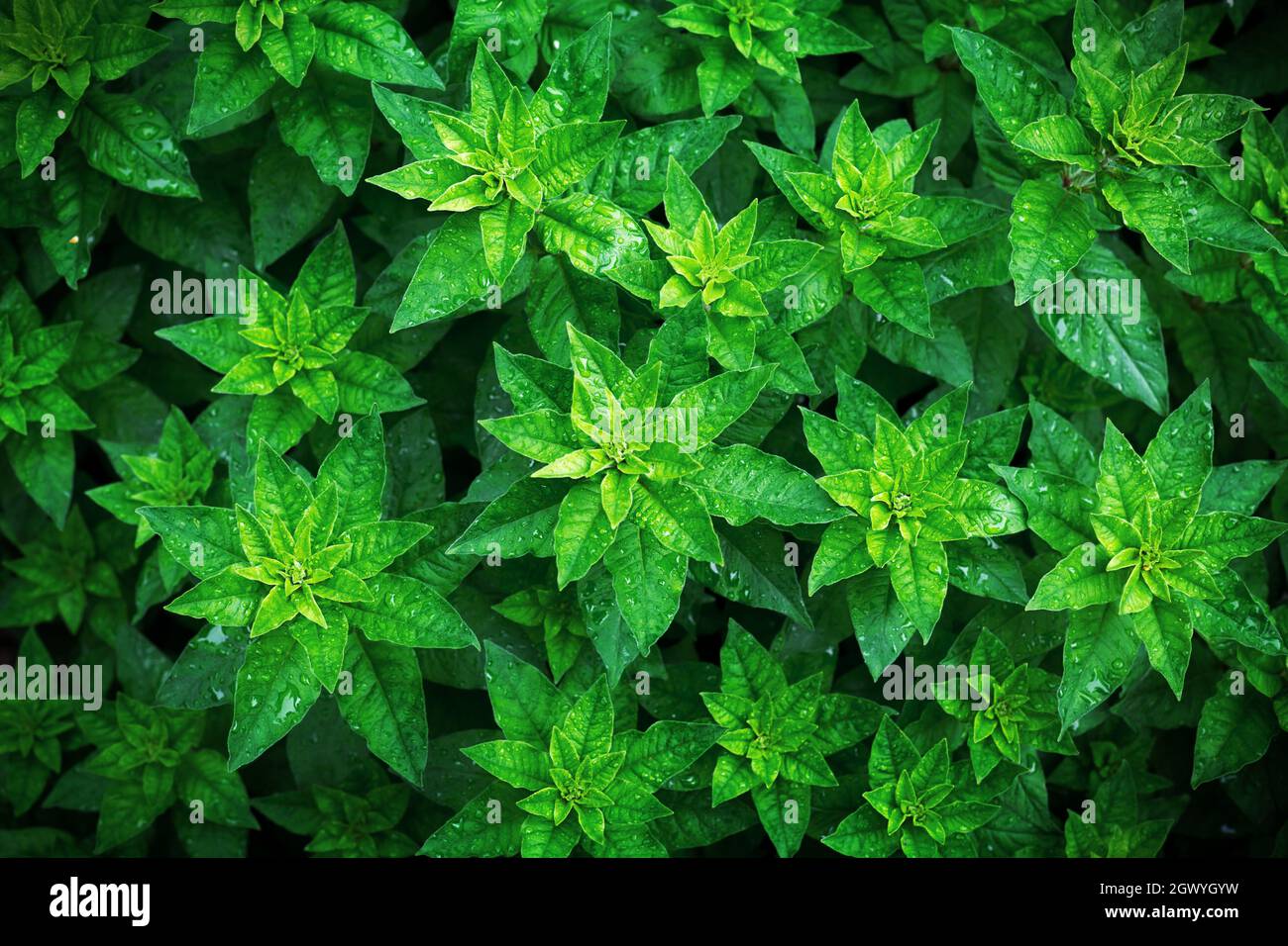 Un modello di foglie di piante verdi, Vista dall'alto. Rosette e petali  verdi luminosi sul letto dei fiori Foto stock - Alamy