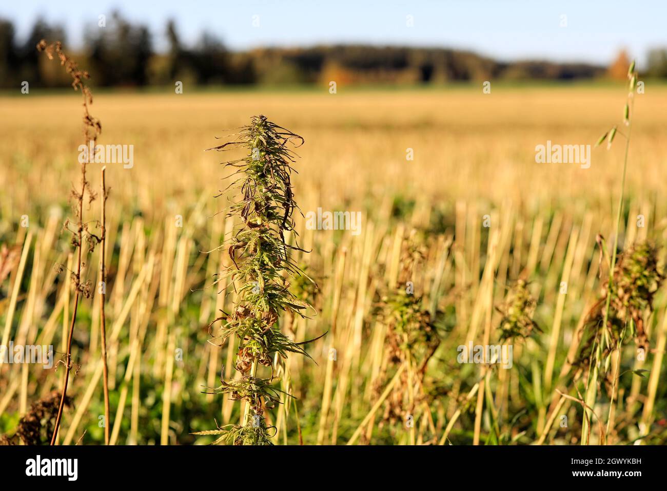 Pianta di canapa industriale a basso contenuto di THC, Cannabis sativa, con campo di canapa raccolto sullo sfondo. In Finlandia la canapa viene raccolta da settembre a ottobre. Foto Stock