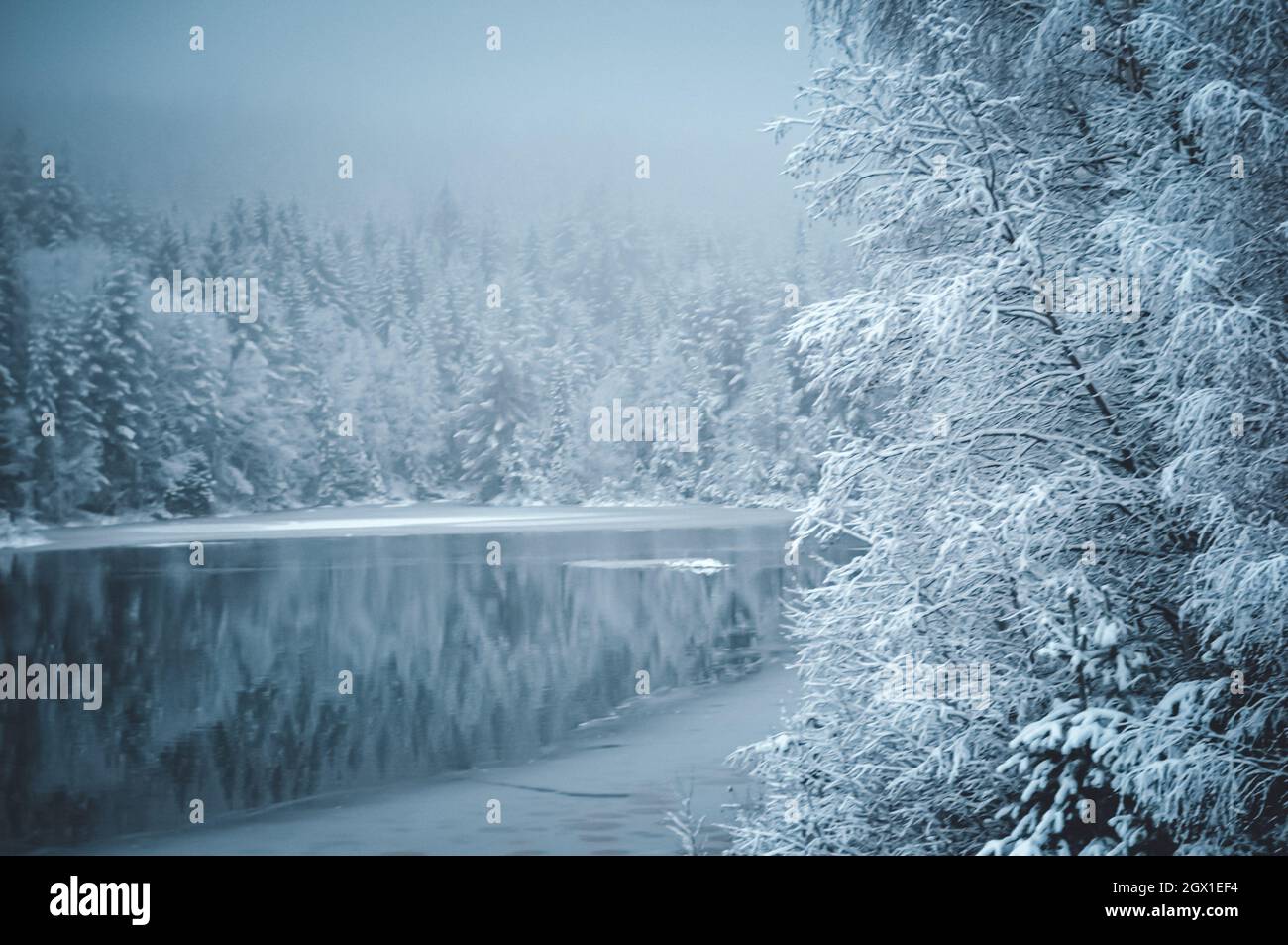 Neve coperta Terra da alberi durante l'inverno Foto Stock