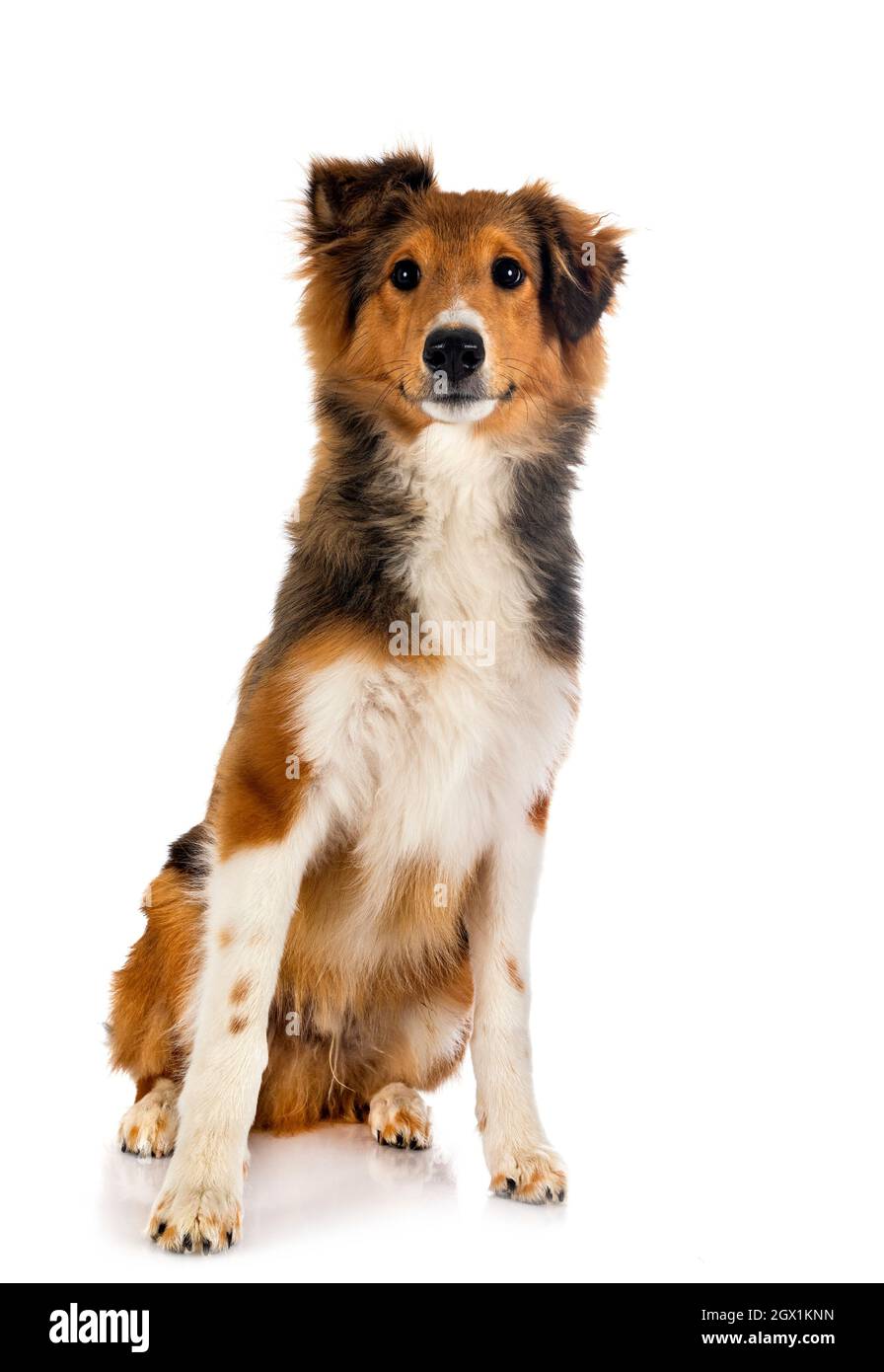 Shetland Sheepdog davanti a uno sfondo bianco Foto Stock