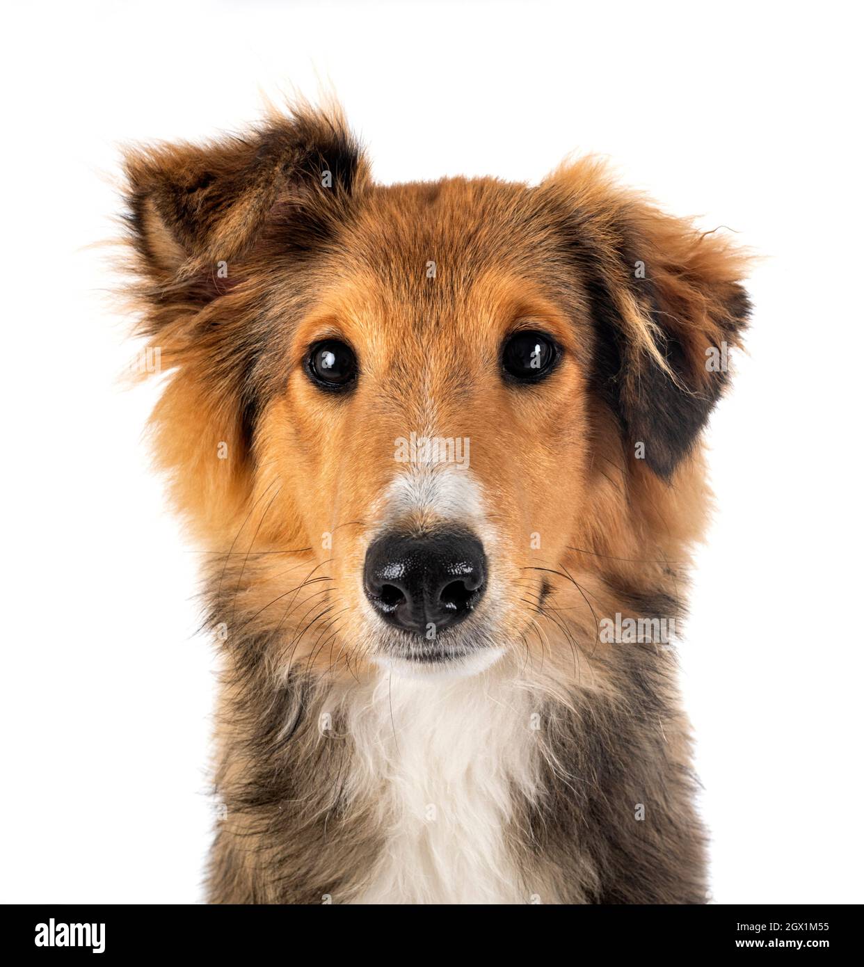 Shetland Sheepdog davanti a uno sfondo bianco Foto Stock